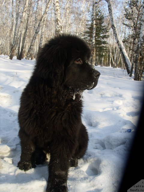 Фото: ньюфаундленд Knyajna v CHernom ot Marleon Dusvik (Княжна в Черном от Марлеон Дусвик)