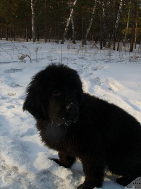 Фото: ньюфаундленд Knyajna v CHernom ot Marleon Dusvik (Княжна в Черном от Марлеон Дусвик)