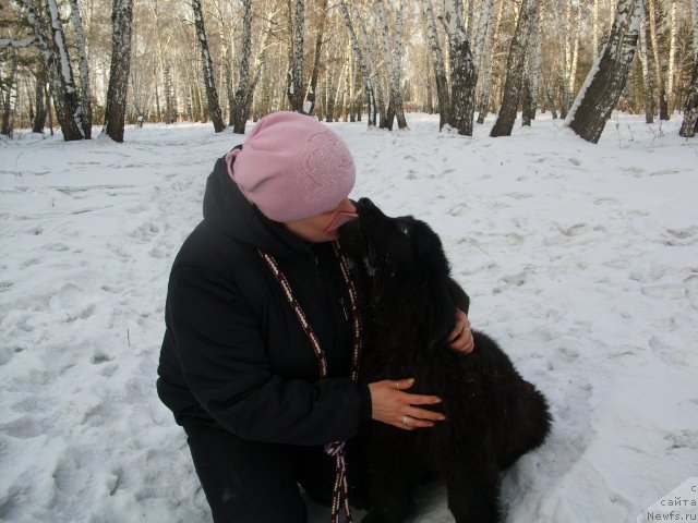 Фото: ньюфаундленд Knyajna v CHernom ot Marleon Dusvik (Княжна в Черном от Марлеон Дусвик), Tat'yana SHayduk (Татьяна Шайдук)