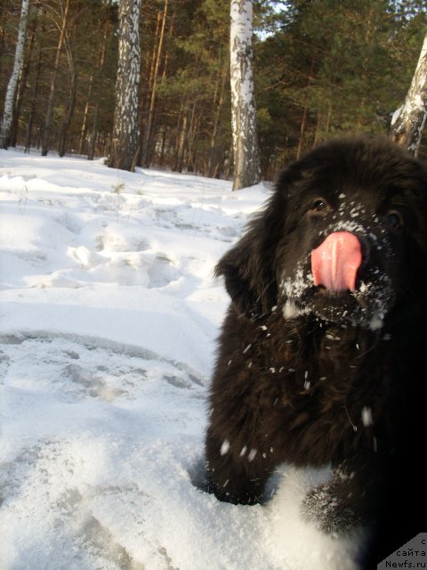 Фото: ньюфаундленд Knyajna v CHernom ot Marleon Dusvik (Княжна в Черном от Марлеон Дусвик)