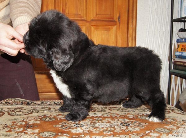 Фото: ньюфаундленд Super Bizon Zaya (Супер Бизон Зая)