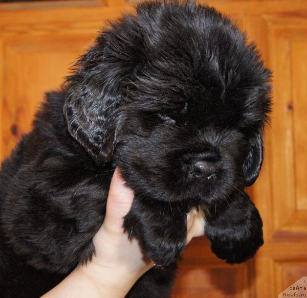 Фото: ньюфаундленд Super Bizon Zaya (Супер Бизон Зая)