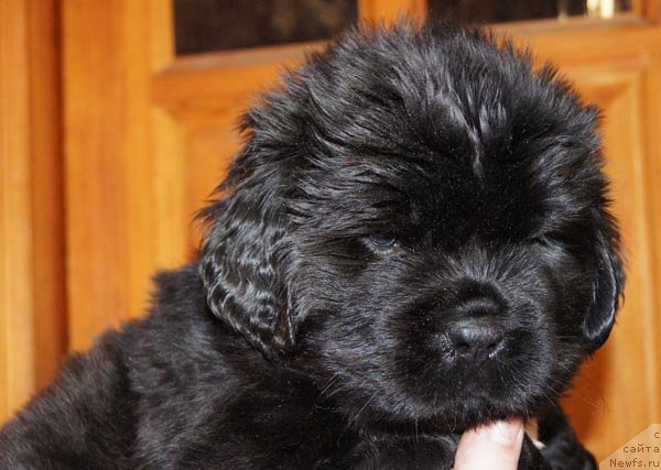 Фото: ньюфаундленд Super Bizon Zaya (Супер Бизон Зая)