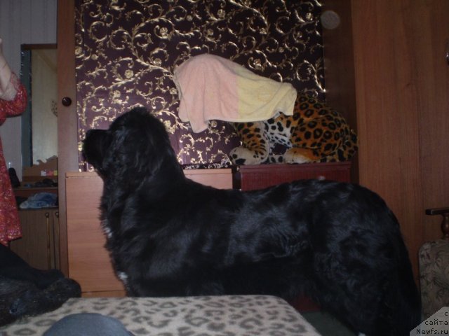 Фото: ньюфаундленд Ovaciya Bravo Bis (Овация Браво Бис)