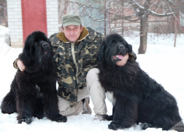 Фото: ньюфаундленд Beguschaya po Volnam Regatta Katti Sark (Бегущая по Волнам Регатта Катти Сарк), ньюфаундленд Beguschaya po Volnam Hasta la Vista (Бегущая по Волнам Хаста ла Виста), Александр