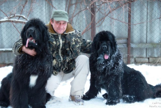 Фото: ньюфаундленд Beguschaya po Volnam Hasta la Vista (Бегущая по Волнам Хаста ла Виста), ньюфаундленд Beguschaya po Volnam Regatta Katti Sark (Бегущая по Волнам Регатта Катти Сарк), Александр.