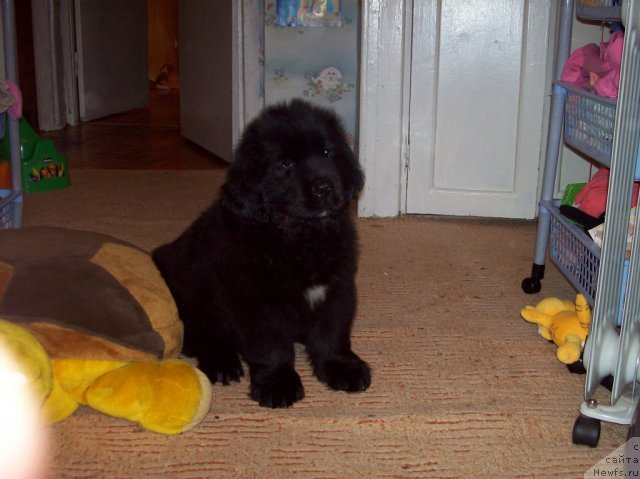 Фото: ньюфаундленд Donats Prayd Anjyel in ye Flyesh (Донатс Прайд Анжэл ин э Флэш)