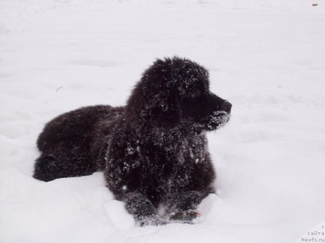 Фото: ньюфаундленд Donats Prayd Anjyel in ye Flyesh (Донатс Прайд Анжэл ин э Флэш)