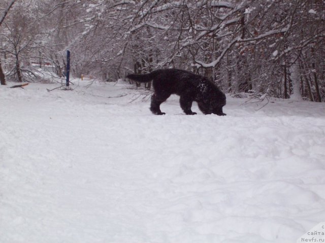 Фото: ньюфаундленд Donats Prayd Anjyel in ye Flyesh (Донатс Прайд Анжэл ин э Флэш)