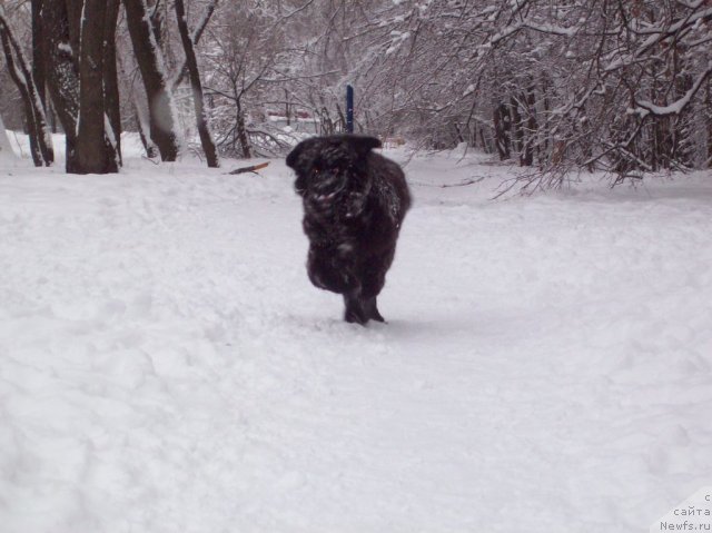 Фото: ньюфаундленд Donats Prayd Anjyel in ye Flyesh (Донатс Прайд Анжэл ин э Флэш)
