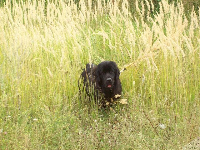 Фото: ньюфаундленд Donats Prayd Anjyel in ye Flyesh (Донатс Прайд Анжэл ин э Флэш)