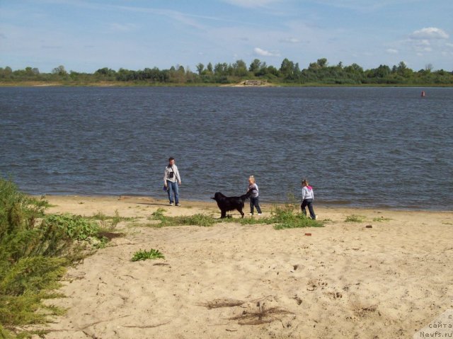 Фото: ньюфаундленд Donats Prayd Anjyel in ye Flyesh (Донатс Прайд Анжэл ин э Флэш)