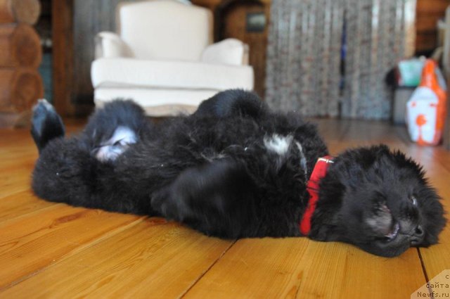 Фото: ньюфаундленд Sent Djons YUpiter (Сент Джонс Юпитер)