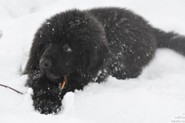 Фото: ньюфаундленд Sent Djons YUpiter (Сент Джонс Юпитер)