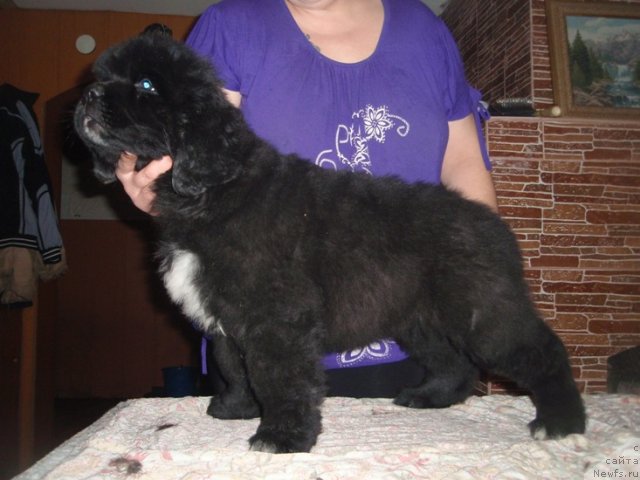 Фото: Увертюра дочь, ньюфаундленд Black Diamond Agidel ot Potapa Patricia (Блэк Диамонд Агидель от Потапа Патриция), ньюфаундленд King of Helluland I'm Precious
