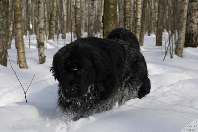 Фото: ньюфаундленд Ryesh (Рэш)