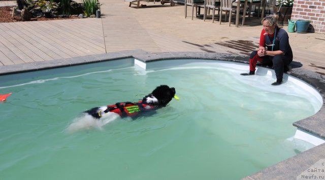 Фото: ньюфаундленд Vallis Madea Duende