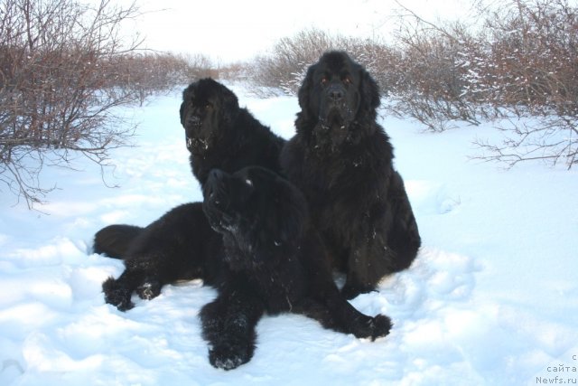 Фото: ньюфаундленд Beguschaya po Volnam Zero Kool (Бегущая по Волнам Зеро Коол), ньюфаундленд Fortuna of Giant's Island, ньюфаундленд Gloriya Grand Blek (Глория Гранд Блек)