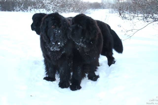 Фото: ньюфаундленд Gloriya Grand Blek (Глория Гранд Блек), ньюфаундленд Beguschaya po Volnam Zero Kool (Бегущая по Волнам Зеро Коол)