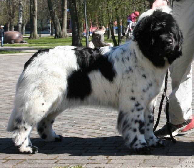 Фото: ньюфаундленд Akvian Song Zero Graviti (Аквиан Сонг Зеро Гравити)