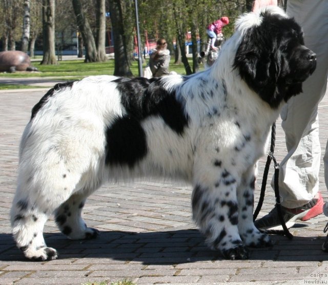 Фото: ньюфаундленд Akvian Song Zero Graviti (Аквиан Сонг Зеро Гравити)