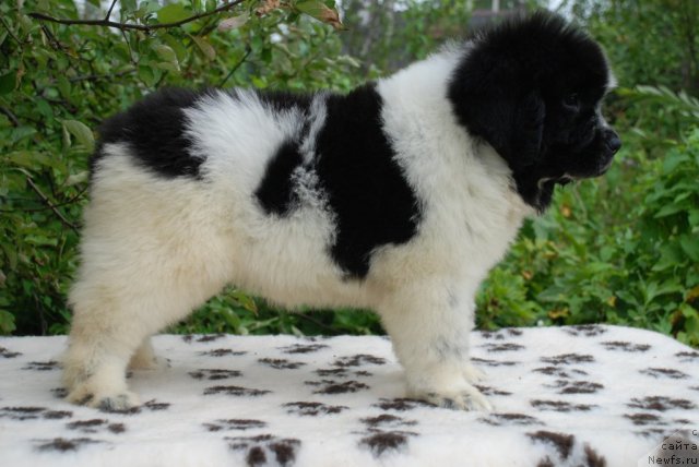 Фото: ньюфаундленд Flyufi Avalanch Spesiallu Born for YUu (Флюфи Аваланч Спесиаллу Борн фор Юу)