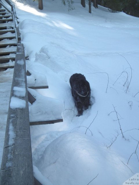 Фото: ньюфаундленд Sent Djons Orfey (Сент Джонс Орфей)