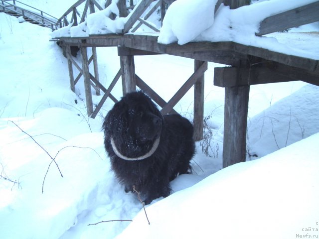 Фото: ньюфаундленд Sent Djons Orfey (Сент Джонс Орфей)