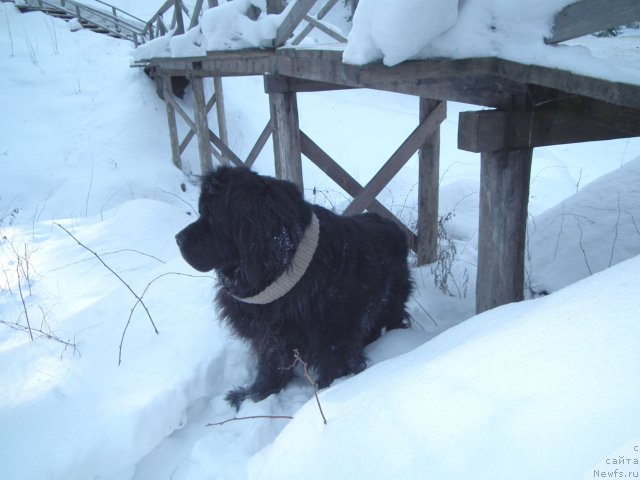 Фото: ньюфаундленд Sent Djons Orfey (Сент Джонс Орфей)