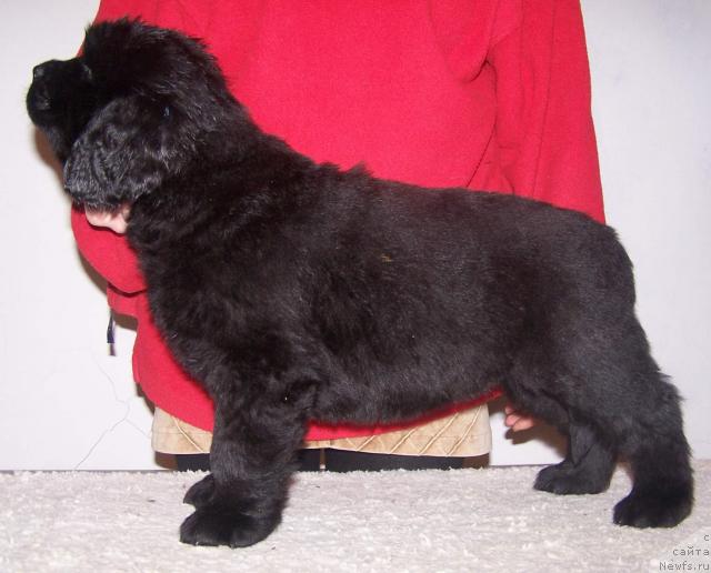 Фото: ньюфаундленд Akvatoriya Kelvin Zaskiya (Акватория Келвин Заския)