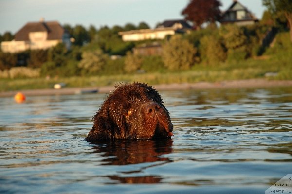 Фото: ньюфаундленд Den Brune Bamsebjorn von der Waterkant
