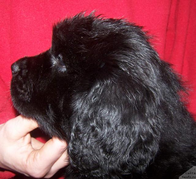 Фото: ньюфаундленд Akvatoriya Kelvin Zaskiya (Акватория Келвин Заския)