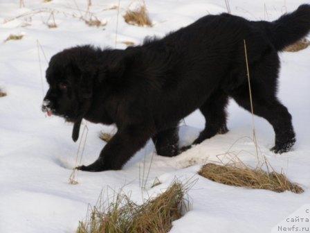 Фото: ньюфаундленд Smigar Shelkovaya Noch (Смигар Шелковая Ночь)