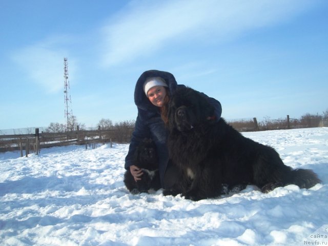 Фото: БДА от Потап Увертюра, ньюфаундленд King of Helluland I'm Precious, Ekaterina Jironkina (Екатерина Жиронкина)