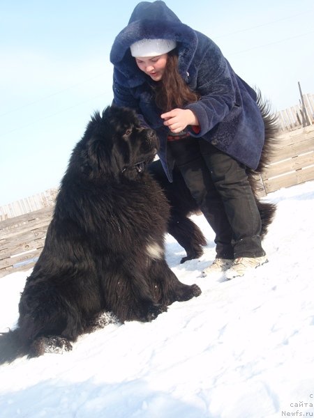 Фото: ньюфаундленд King of Helluland I'm Precious, Ekaterina Jironkina (Екатерина Жиронкина)