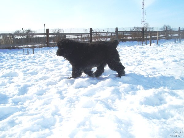 Фото: БДА от Потапа Увертюра, дети, ньюфаундленд Black Diamond Agidel ot Potapa Patricia (Блэк Диамонд Агидель от Потапа Патриция)