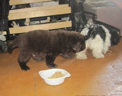 Фото: дети, ньюфаундленд N'yufort Lapochka Dochka (Ньюфорт Лапочка Дочка)