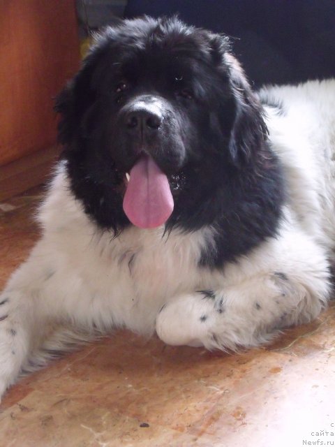 Фото: ньюфаундленд Jak Iv Kusto ot Leo (Жак Ив Кусто от Лео)