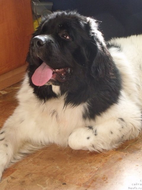 Фото: ньюфаундленд Jak Iv Kusto ot Leo (Жак Ив Кусто от Лео)