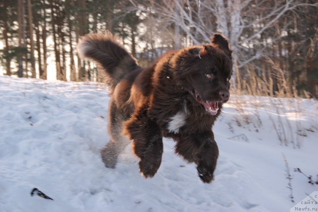 Фото: ньюфаундленд Obush SHed YAntarnyiy Poceluy (Обуш Шед Янтарный Поцелуй)