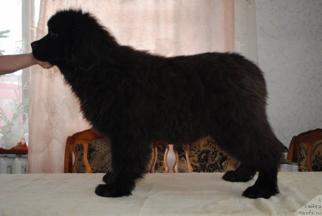 Фото: ньюфаундленд Dusha-Devitsa (Душа-Девица)