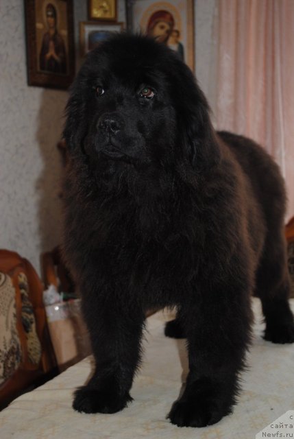 Фото: ньюфаундленд Dusha-Devitsa (Душа-Девица)