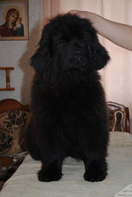 Фото: ньюфаундленд Dusha-Devitsa (Душа-Девица)