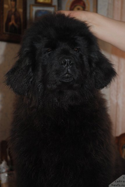 Фото: ньюфаундленд Dusha-Devitsa (Душа-Девица)