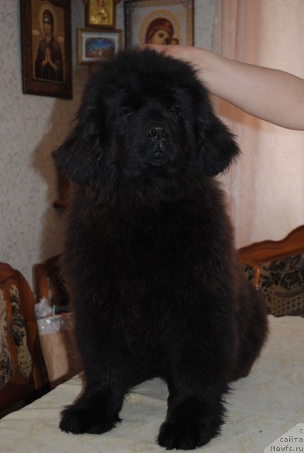Фото: ньюфаундленд Dusha-Devitsa (Душа-Девица)