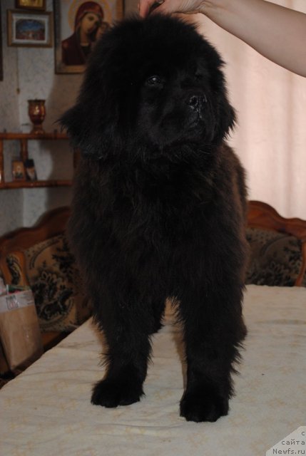 Фото: ньюфаундленд Demi Mur (Деми Мур)