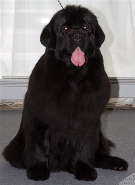 Фото: ньюфаундленд Obol'stitel' iz Medvej'ego YAra (Обольститель из Медвежьего Яра)