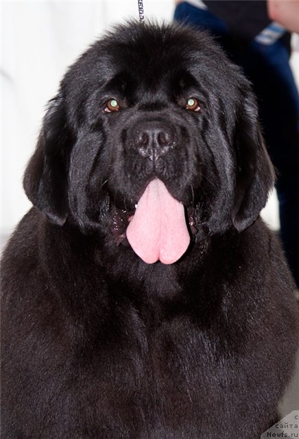 Фотография № 88698