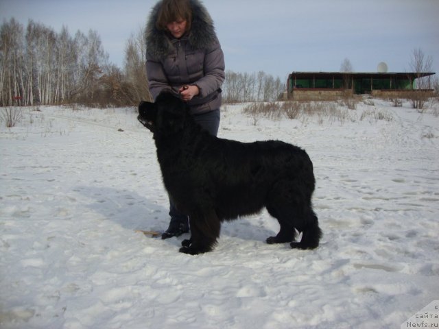 Фото: ньюфаундленд Riv'era ot Sibirskogo Medvedya (Ривьера от Сибирского Медведя)