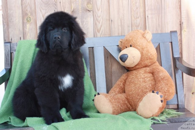 Фото: ньюфаундленд Akvatoriya Kelvin Tayojnyiy Roman (Акватория Келвин Таёжный Роман)